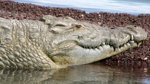 Poster for Supersize Crocs