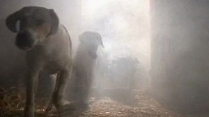 Poster for The Tale of the Hungry Hounds