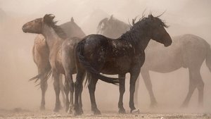 Poster for American Horses