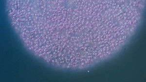 Poster for The Purple Bacteria That Are Afraid of Oxygen