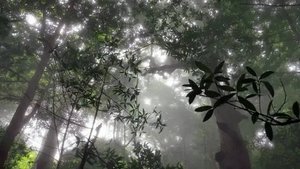 Poster for The Rainforest in the Clouds: Central America