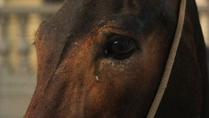 Poster for Episode 130 Poster for Episode 130