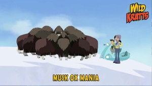 Poster for Musk Ox Mania