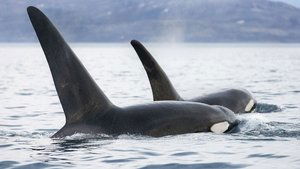 Poster for Invasion of the Killer Whales