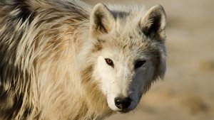 Poster for Arctic Wolf Pack