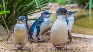 Poster for Penguins: Meet the Family