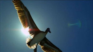 Poster for Earthflight: North America