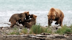 Poster for Clash: Encounters of Bears and Wolves