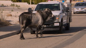 Poster for No Bull Profession