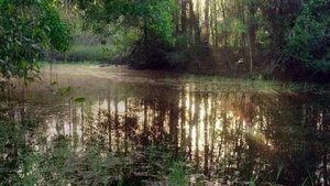 Poster for The Eternal Swamps: Florida