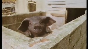 Poster for The Truth About Porkies
