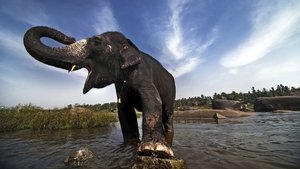 Poster for The Elephant Men