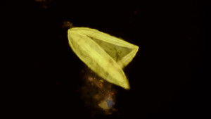 Poster for The Secret Things Living In Your Drains