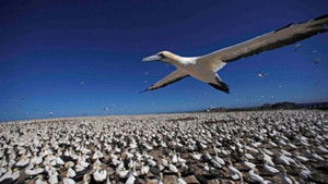 Poster for Earthflight: Africa