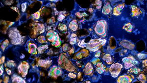 Poster for The Chaotic Life of Seashore Ciliates