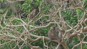 Poster for Episode 43