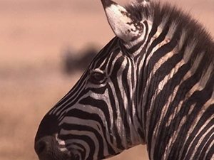 Poster for Ngorongoro: Born of Fire
