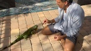 Poster for Feuding Neighbors: Stop Feeding the Iguanas!