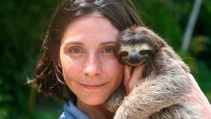 Poster for A Sloth Named Velcro