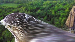 Poster for Pale Male