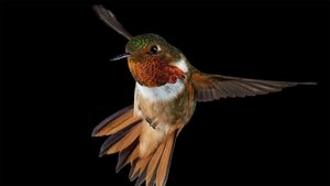 Poster for Hummingbirds: Magic in the Air