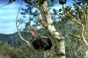 Poster for The Thanksgiving Story