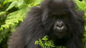 Poster for Saving the Mountain Gorillas; Deep Springs, Gucci