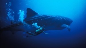 Poster for The Secret World of Sharks and Rays
