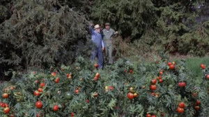 Poster for The Price of Tomatoes Poster for The Price of Tomatoes