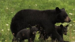 Poster for Bears of the Last Frontier: The Road North