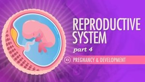 Poster for Reproductive System, Part 4 - Pregnancy & Development