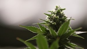 Poster for Weed