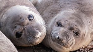 Poster for Animals with Cameras 01: Oceans
