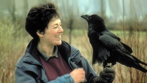 Poster for Ravens