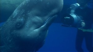 Poster for Ocean Giants: Deep Thinkers