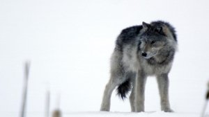 Poster for Cold Warriors: Wolves and Buffalo