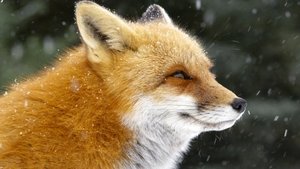 Poster for Fox Tales