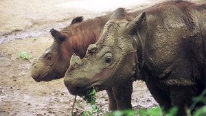 Poster for Rhinoceros