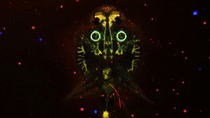 Poster for The Fish Sucking Lice That Aren’t Lice