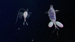 Poster for I Love You