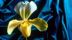 Poster for Obsession with Orchids