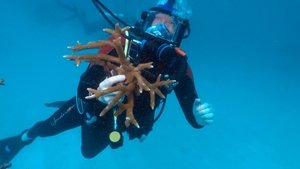 Poster for 9/25/2022: The Secretary of State, Inside the Committee, Rescuing Reefs