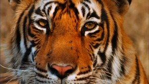 Poster for Broken Tail: A Tiger's Last Journey