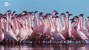 Poster for The challenge of courtship in rivers and lakes