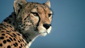 Poster for Cheetahs in a Hot Spot