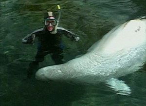 Poster for Marine Mammals