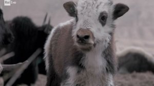 Poster for Toirano caves, liquid biopsy, Nemo's garden