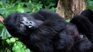 Poster for Controlling the Narrative & Power to Congo