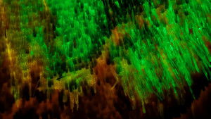 Poster for We Upgraded Our Microscope... Again!