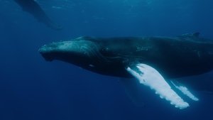 Poster for Realm of the Humpbacks